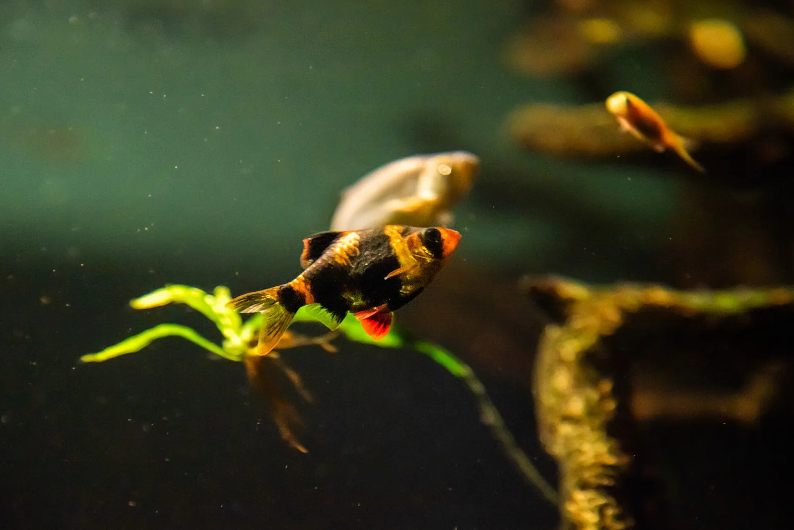 Tiger barb (Puntigrus tetrazona)