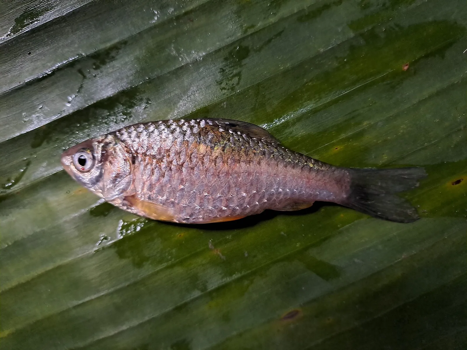 Swamp barb (Puntius chola)