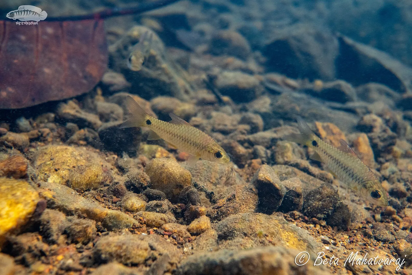 Mahecola barb (Puntius mahecola)