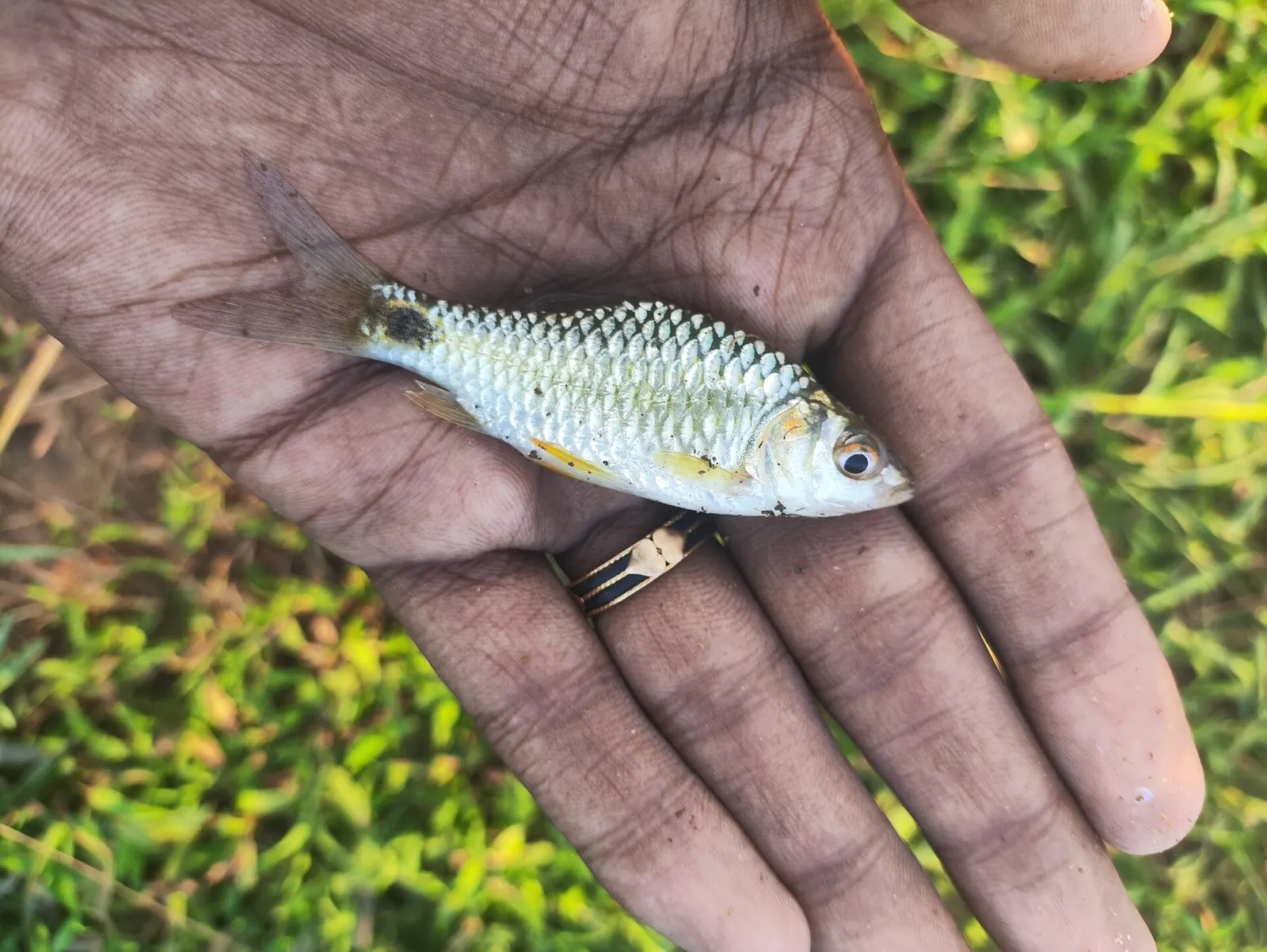 Pool barb (Puntius sophore)