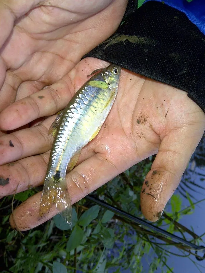 Pool barb (Puntius sophore)