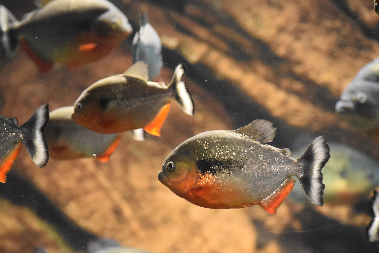 Orinoco piranha (Pygocentrus cariba)