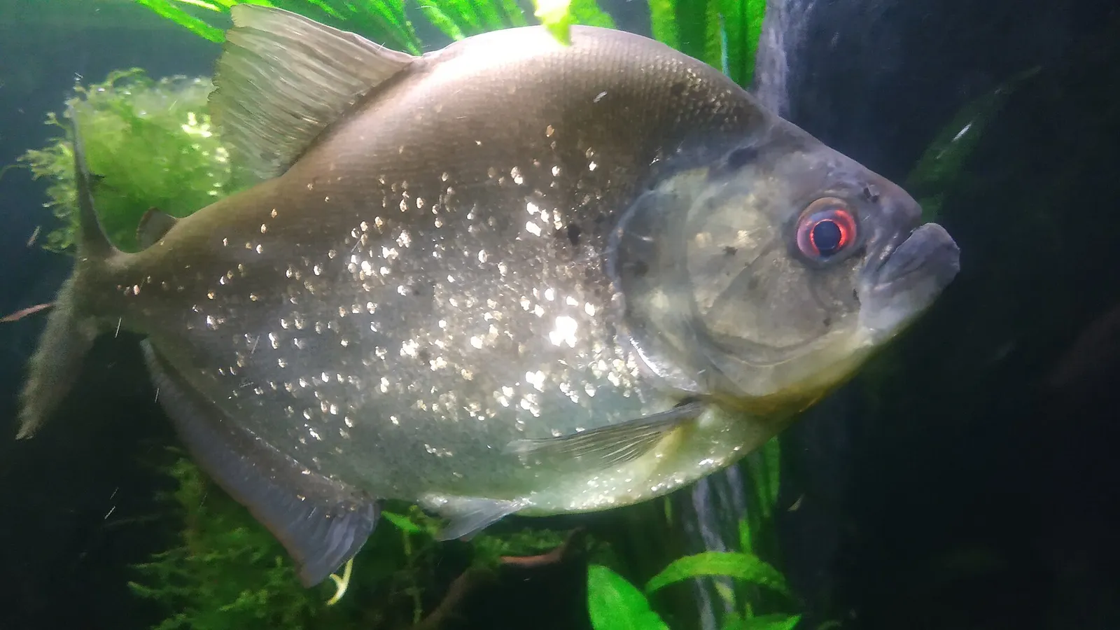 Piraya (Pygocentrus piraya)