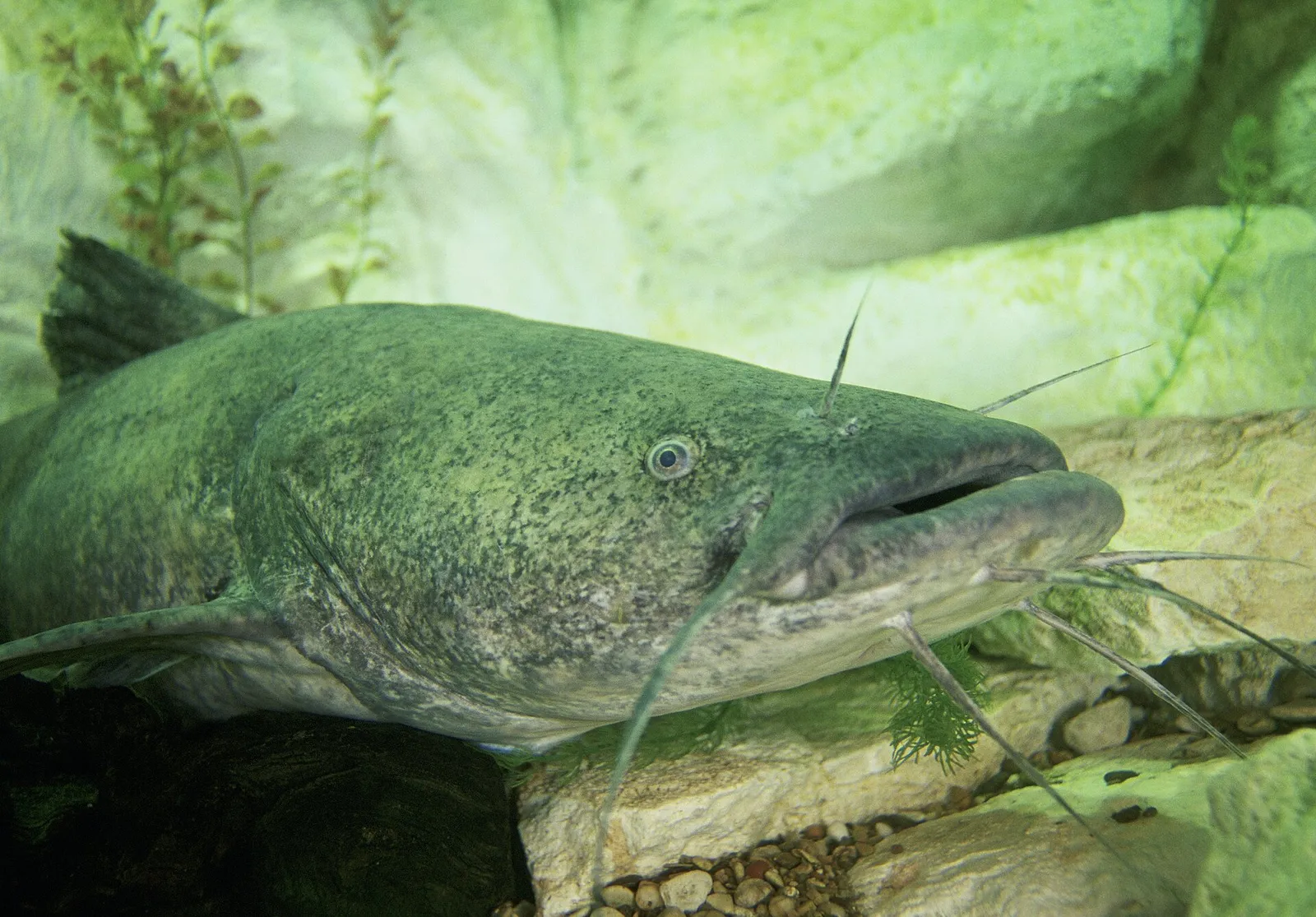 Flathead catfish (Pylodictis olivaris)