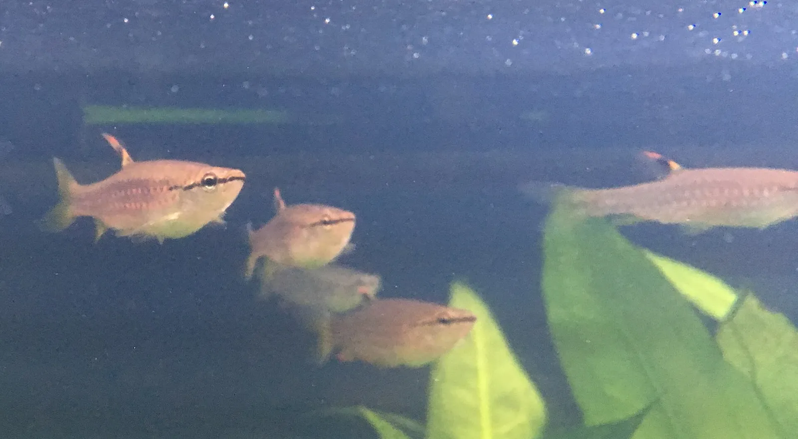 Southern Splash Tetra (Pyrrhulina australis)