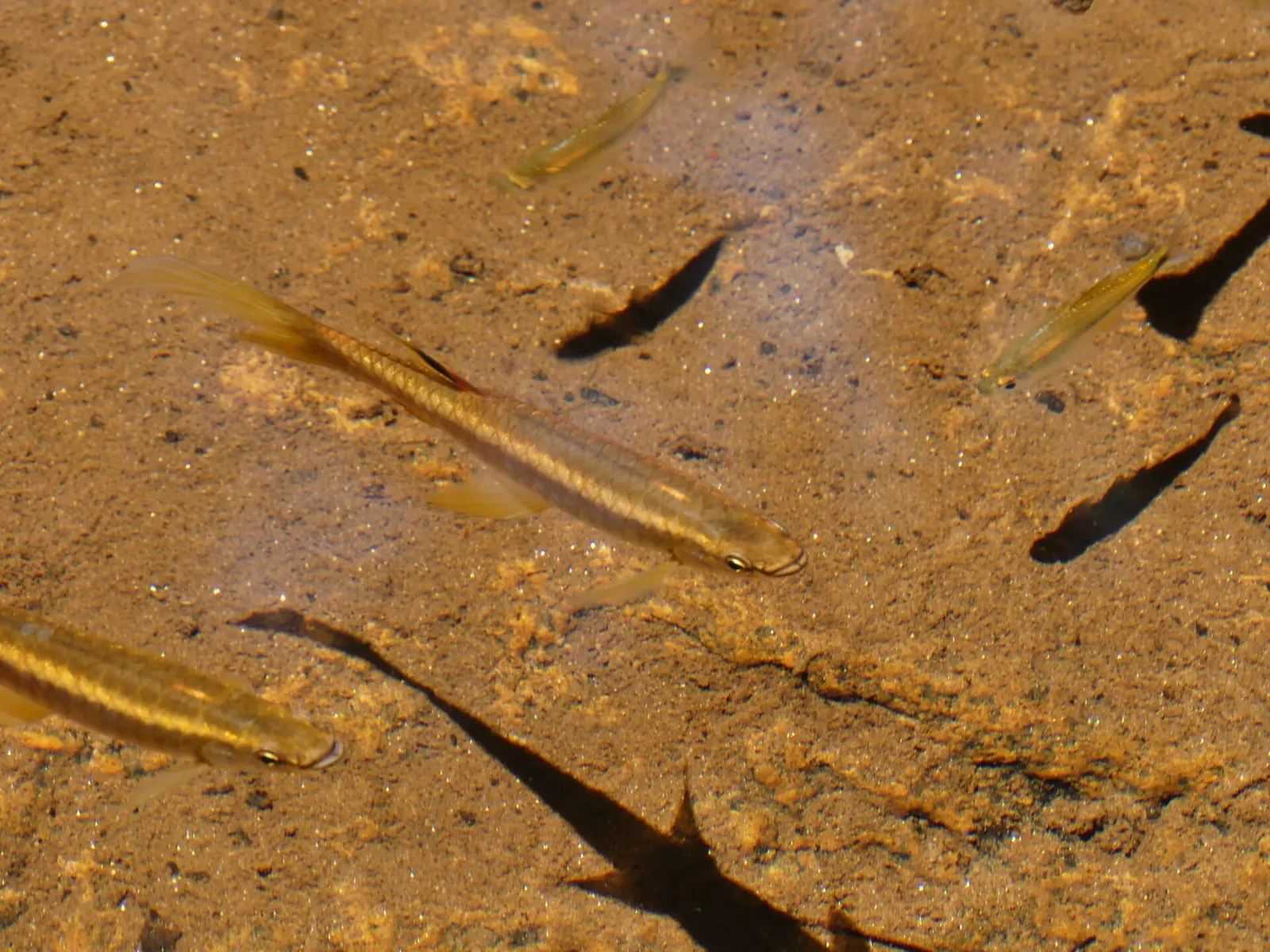 Filament Pyrrhulina (Pyrrhulina filamentosa)