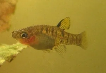 Barred topminnow (Quintana atrizona)