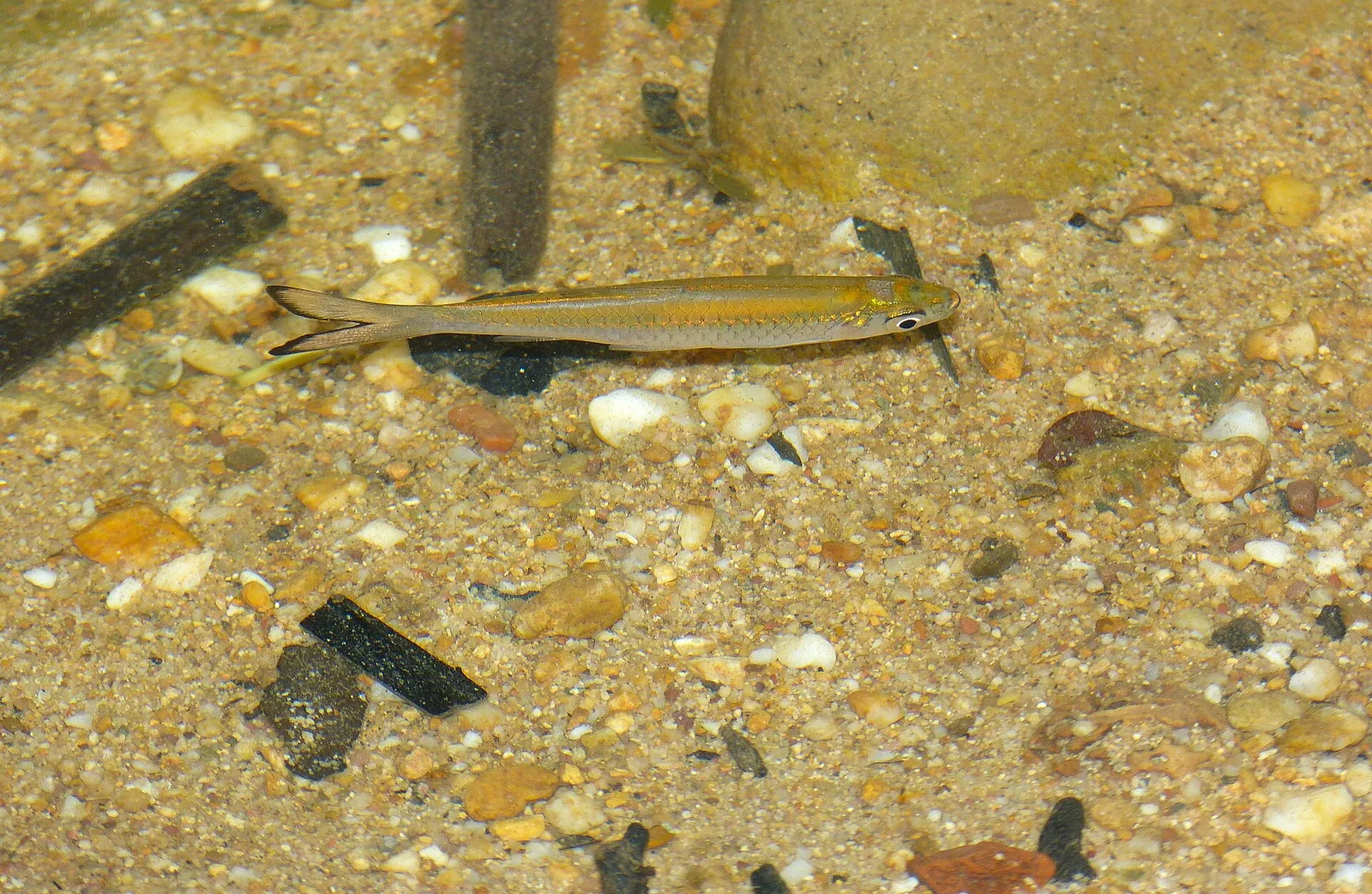 Silver rasbora (Rasbora argyrotaenia)