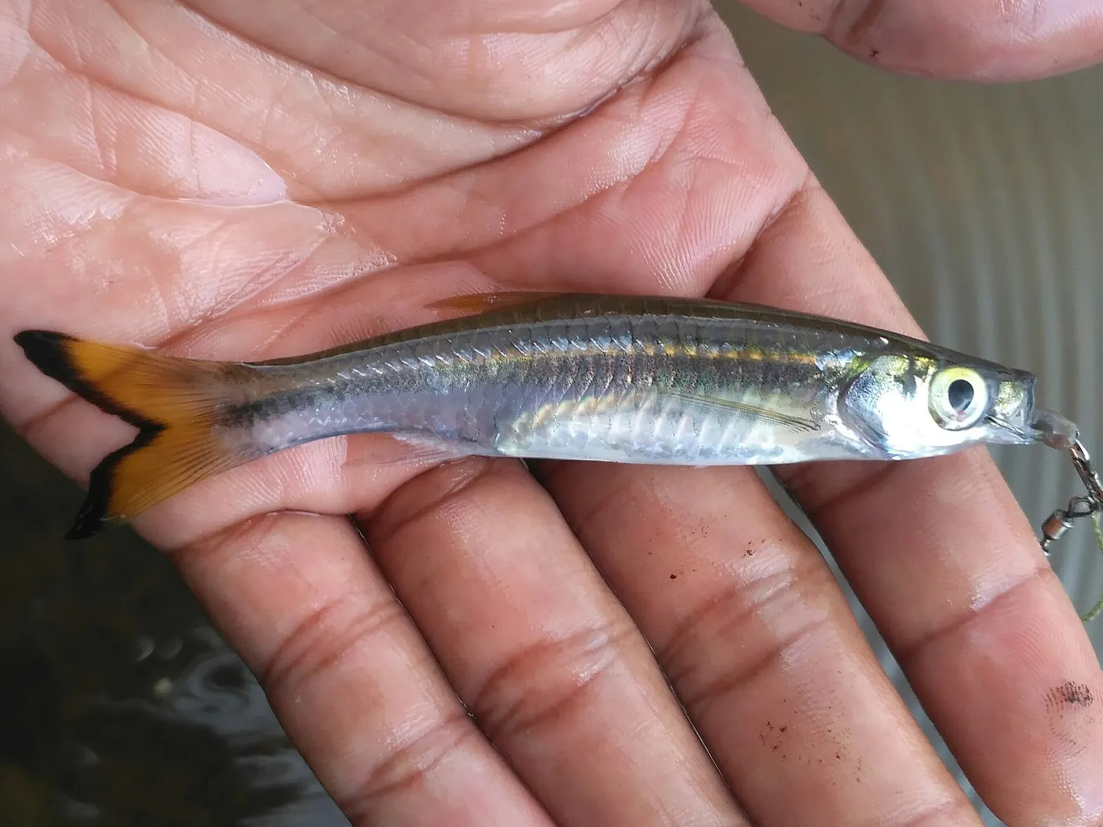 Silver rasbora (Rasbora argyrotaenia)