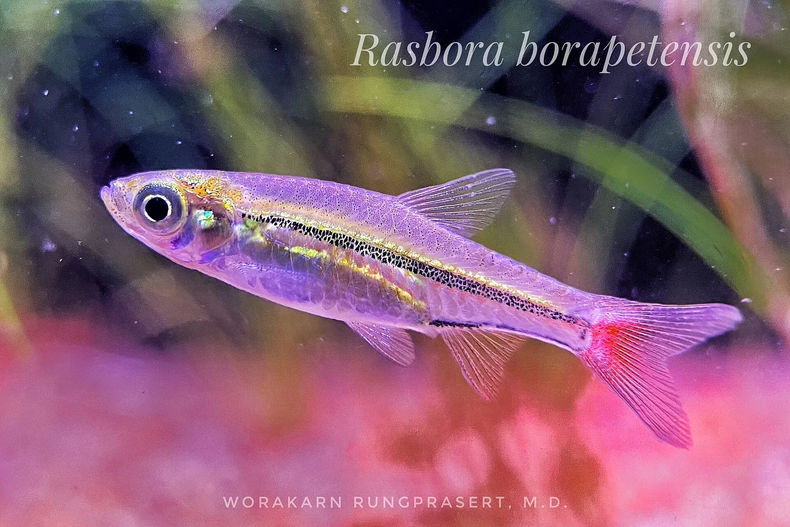 Blackline rasbora (Rasbora borapetensis)