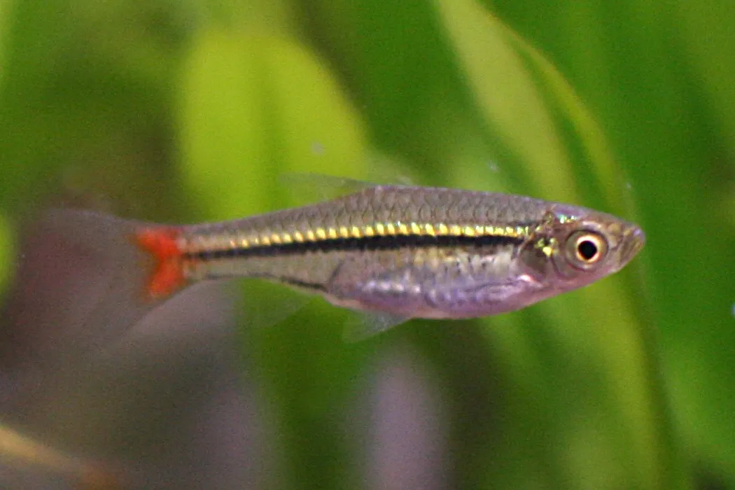 Blackline rasbora (Rasbora borapetensis)