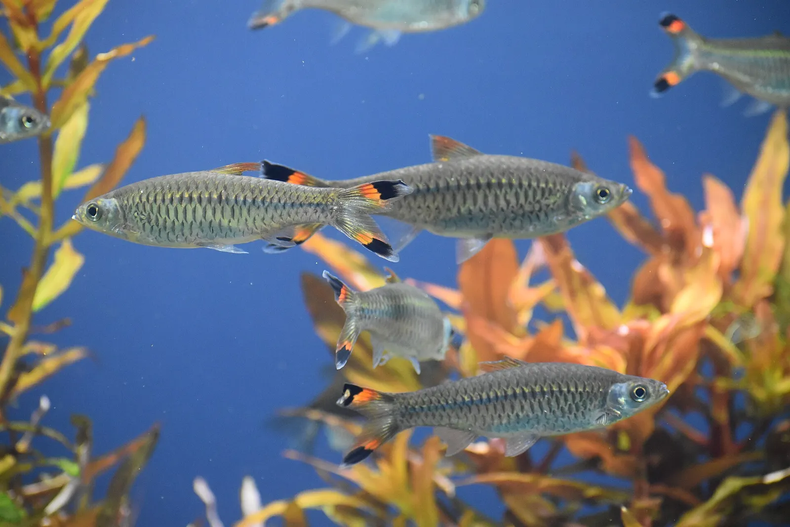 Greater scissortail rasbora (Rasbora caudimaculata)