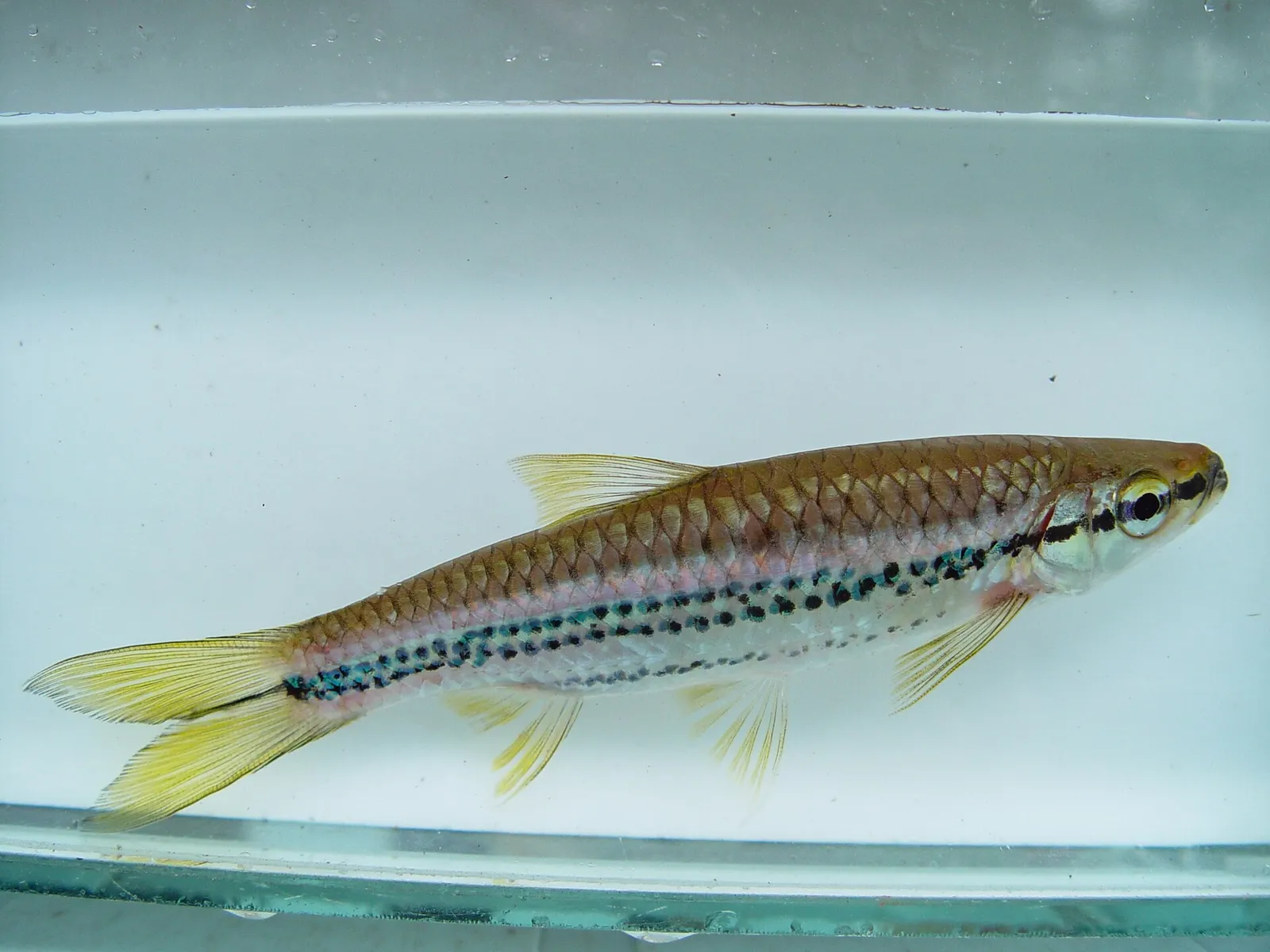 Porthole rasbora (Rasbora cephalotaenia)