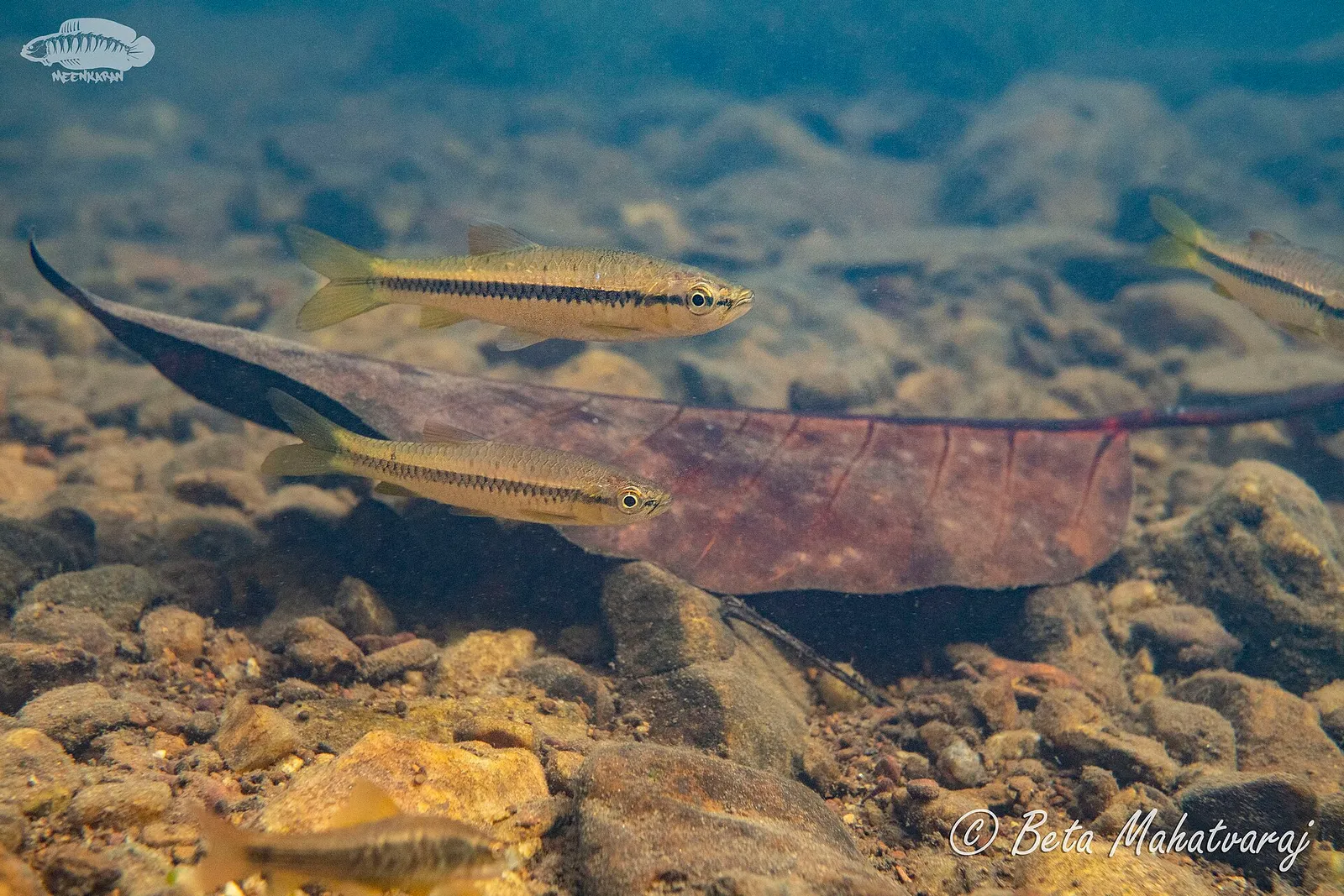 Broad Stripe Rasbora (Rasbora dandia)