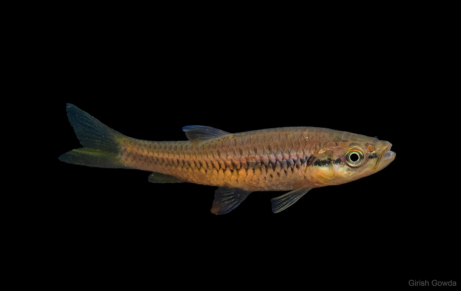 Broad Stripe Rasbora (Rasbora dandia)