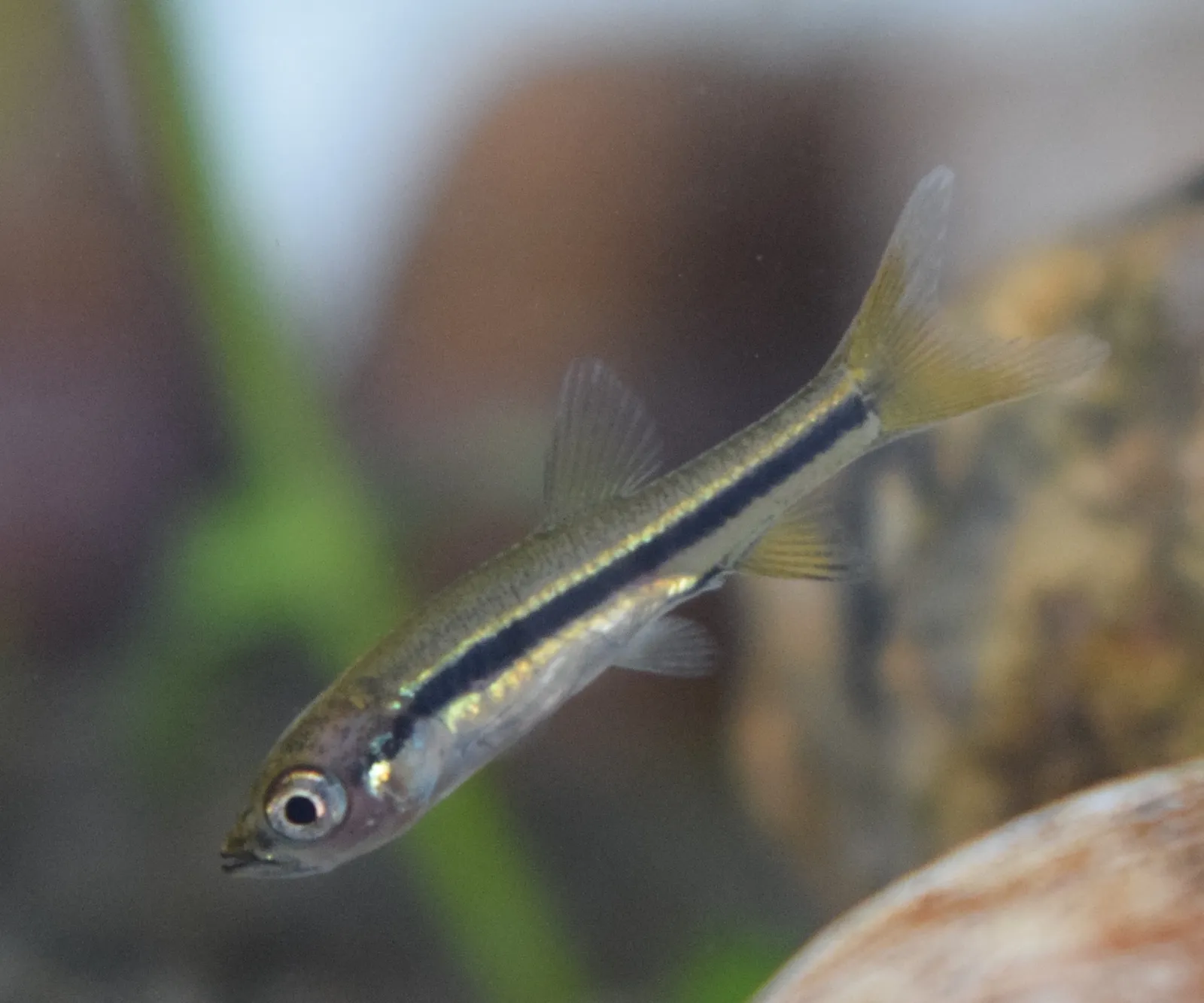 Slender rasbora (Rasbora daniconius)