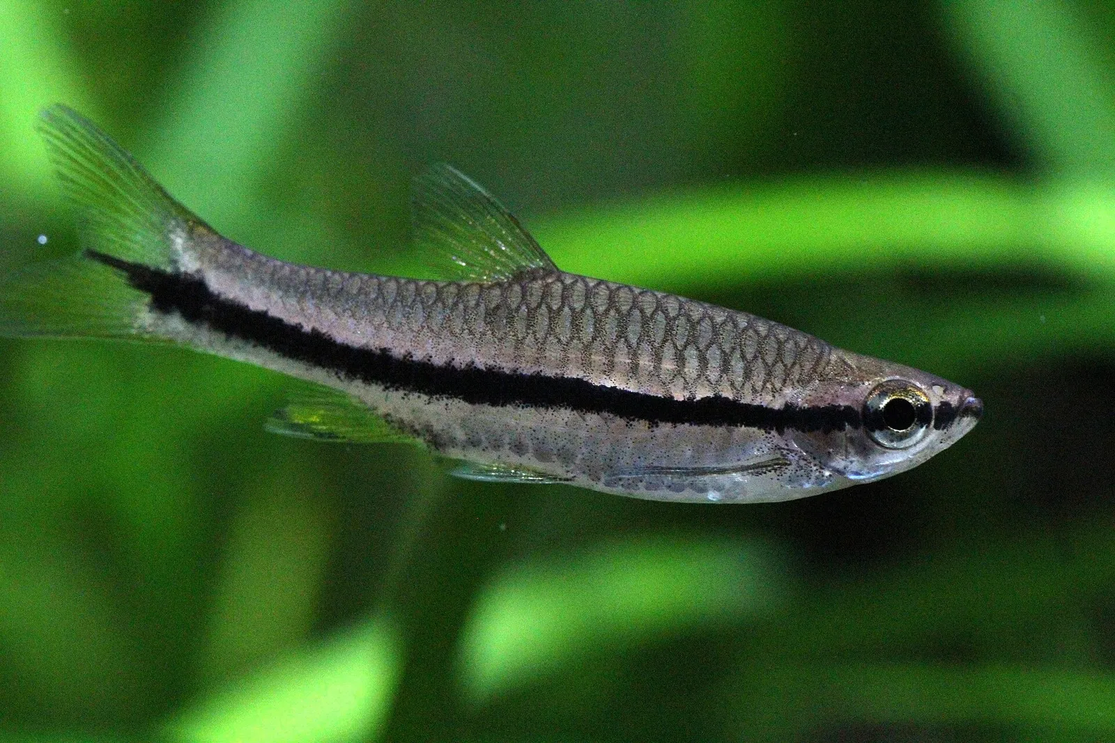 Brilliant rasbora (Rasbora einthovenii)