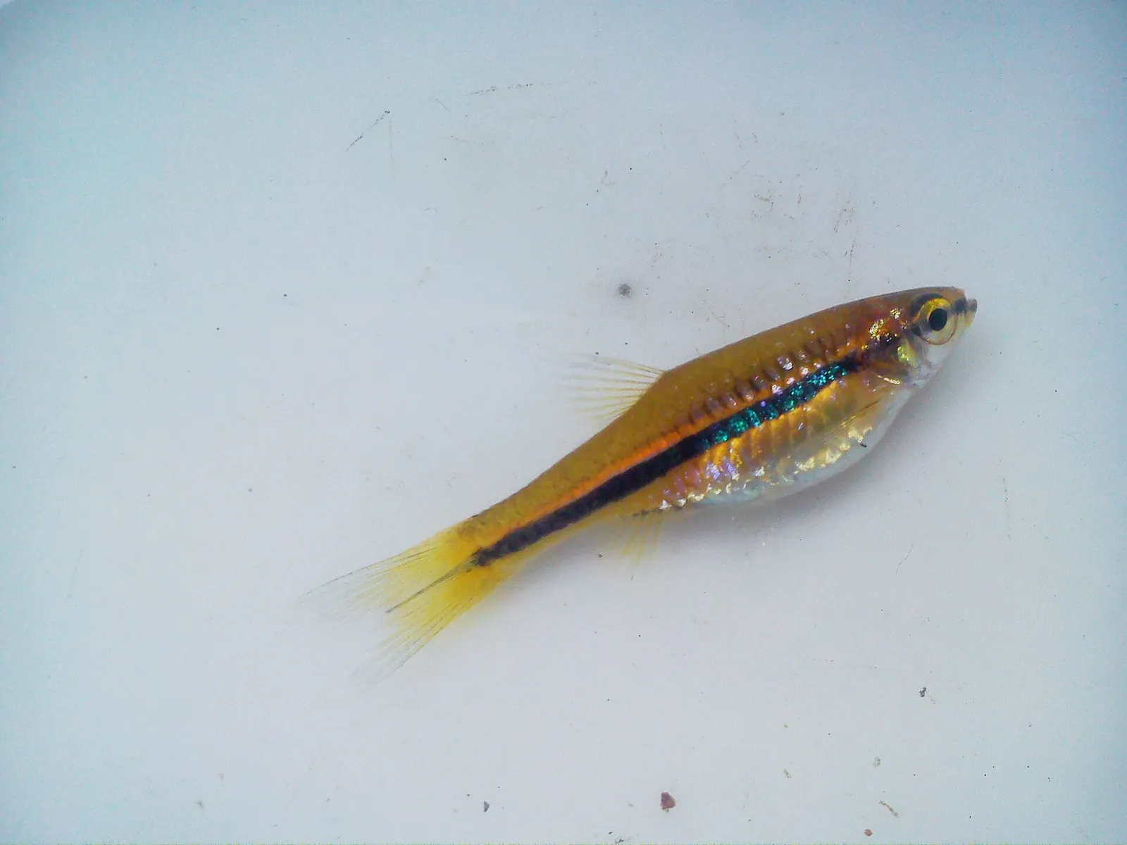 Brilliant rasbora (Rasbora einthovenii)