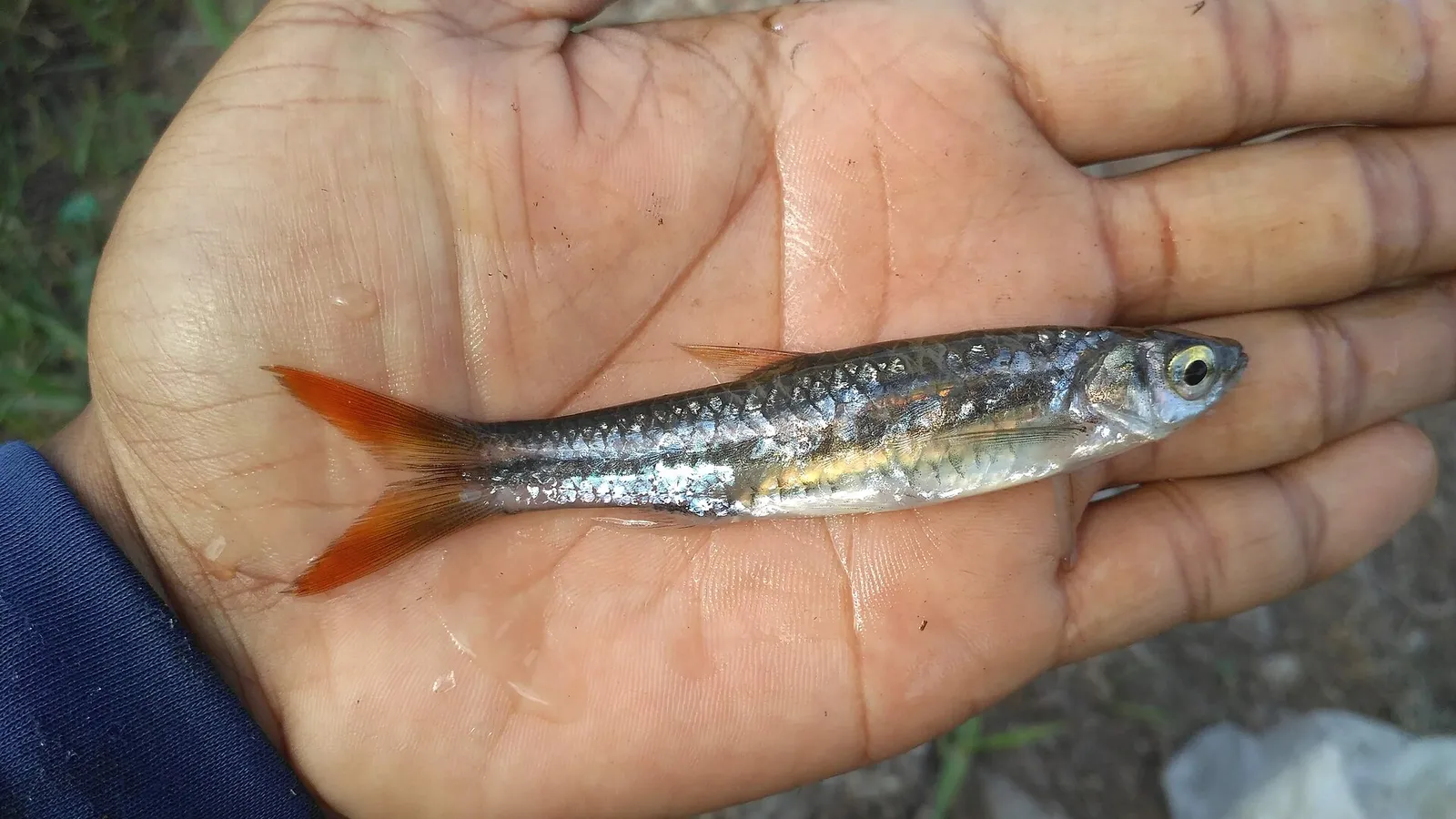 Yellowtail rasbora (Rasbora tornieri)