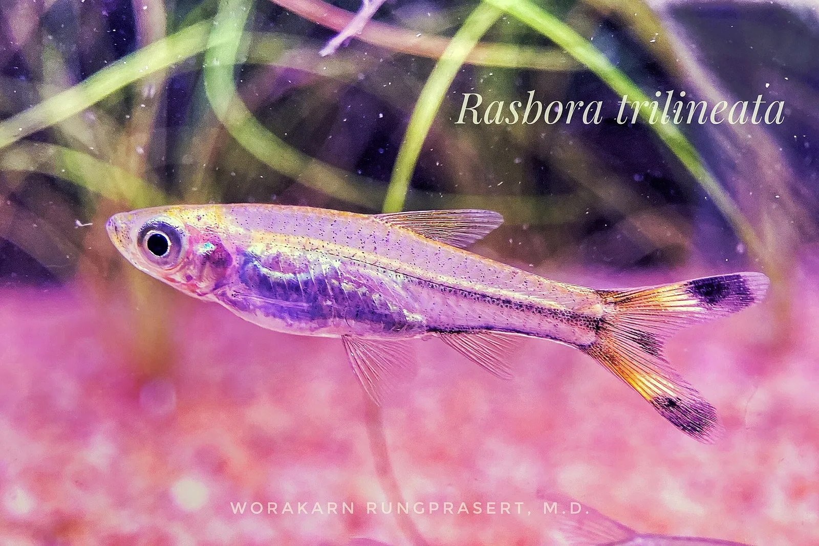 Scissortail rasbora (Rasbora trilineata)