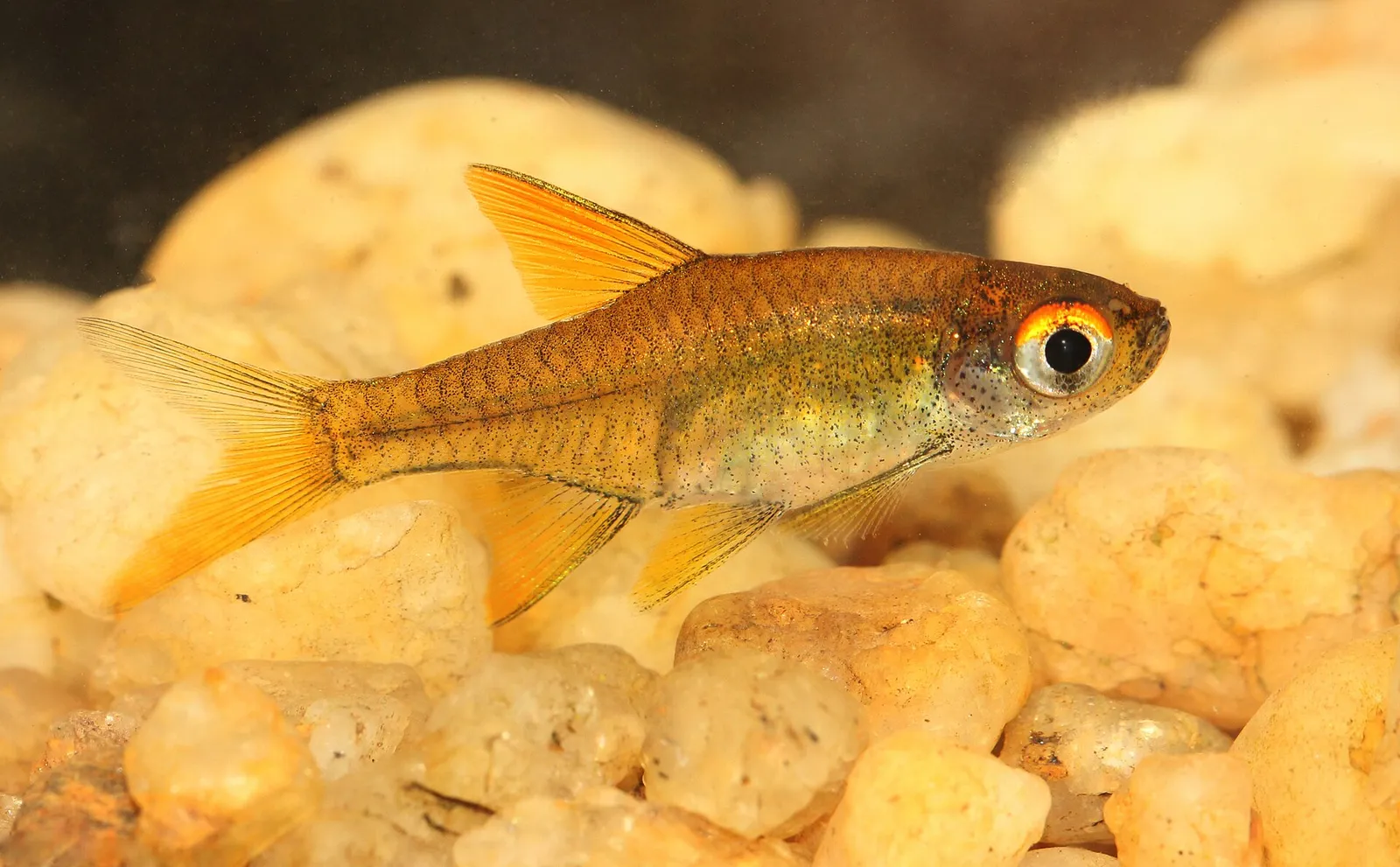 Pearly rasbora (Rasboroides vaterifloris)