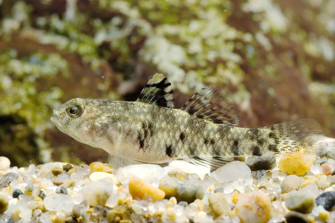 Speckled goby (Redigobius bikolanus)