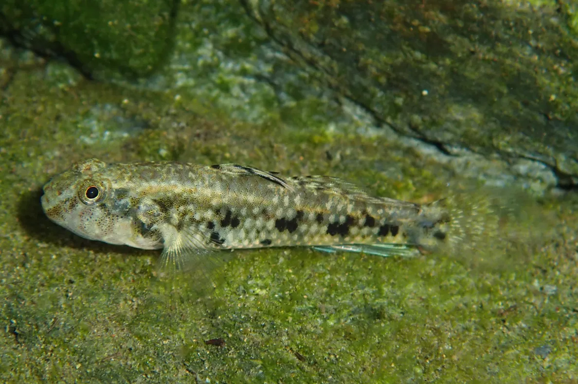 Speckled goby (Redigobius bikolanus)