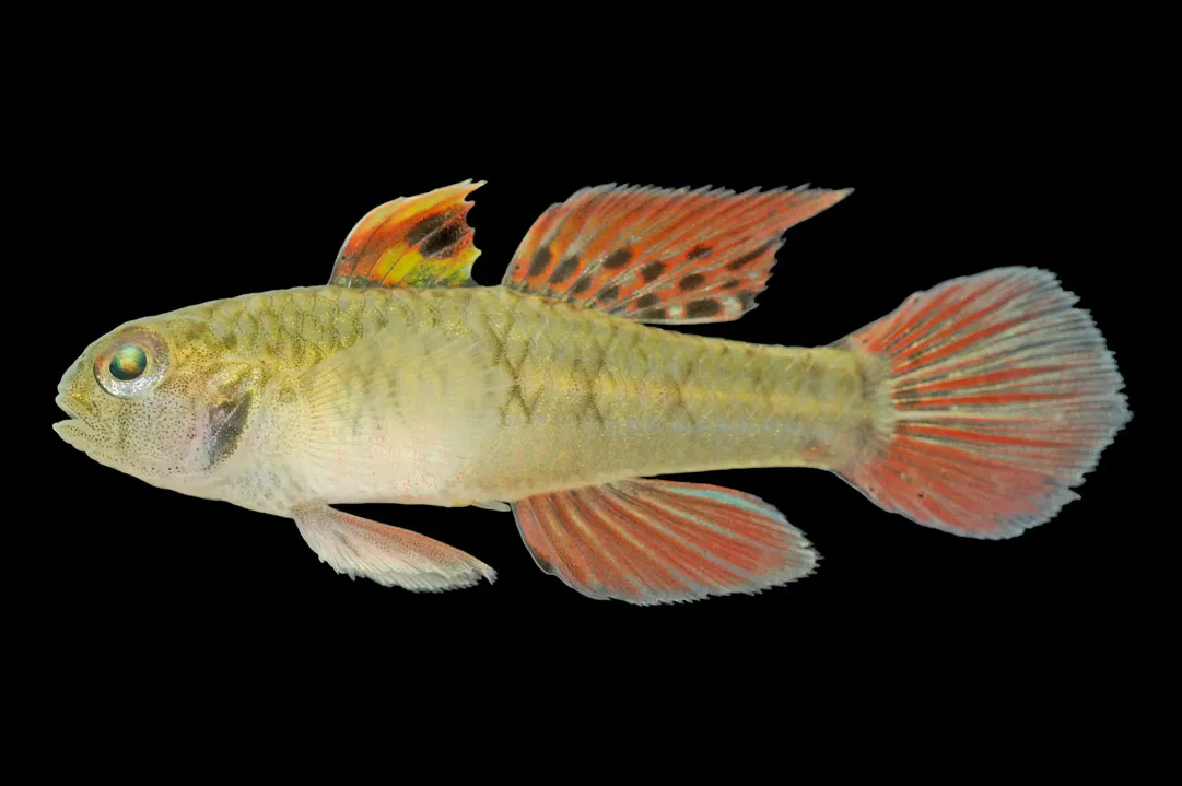 Spotfin goby (Redigobius chrysosoma)