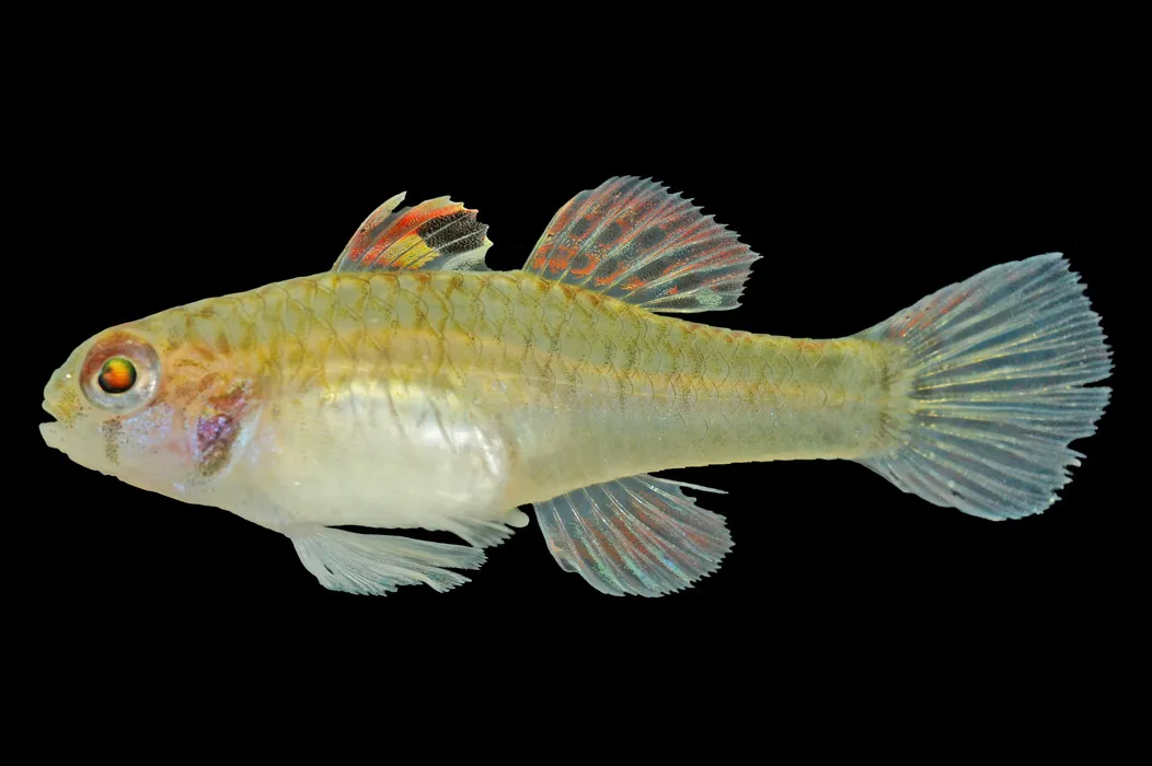 Spotfin goby (Redigobius chrysosoma)