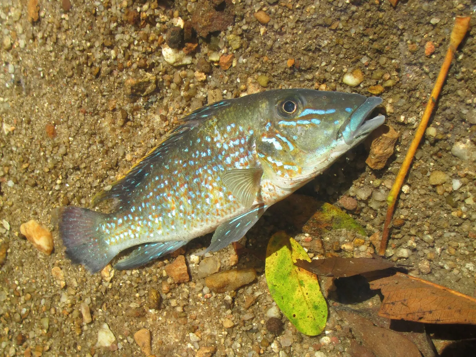 Retroculus lapidifer