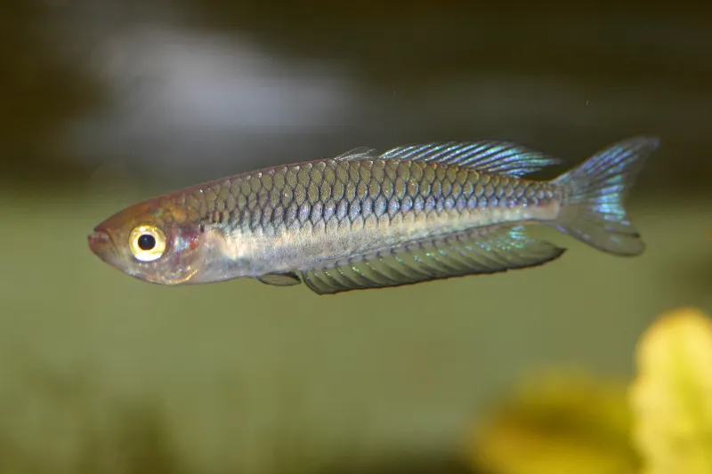 Ornate Rainbowfish (Rhadinocentrus ornatus)