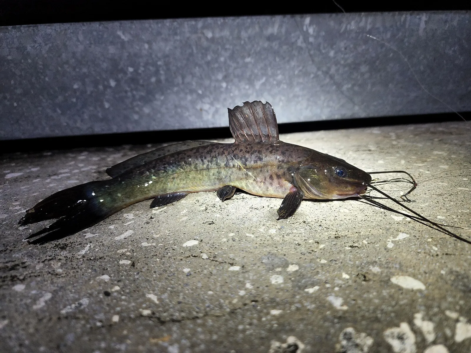 South American catfish (Rhamdia quelen)