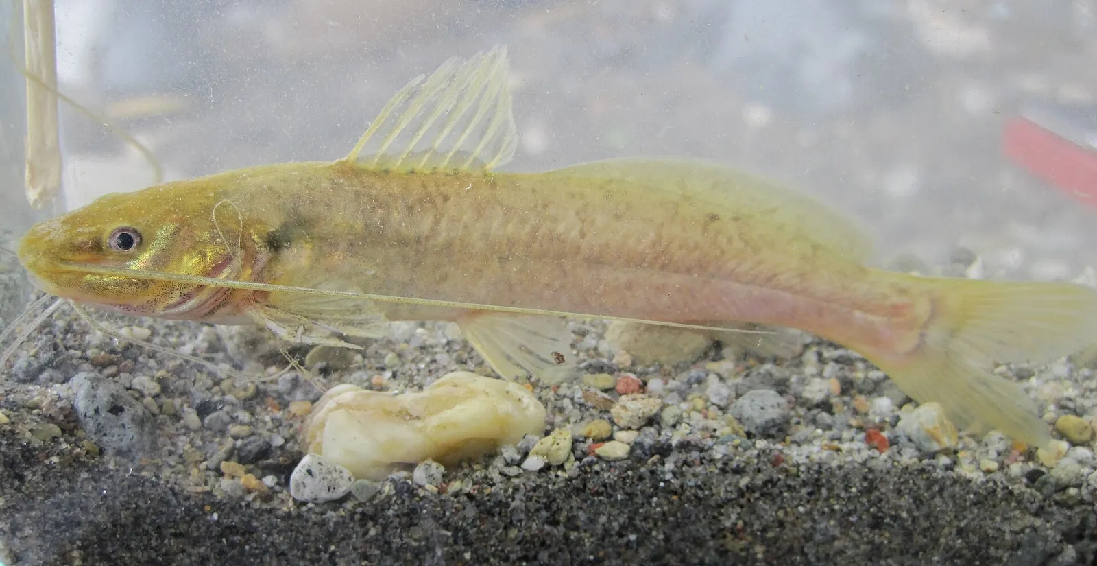 South American catfish (Rhamdia quelen)