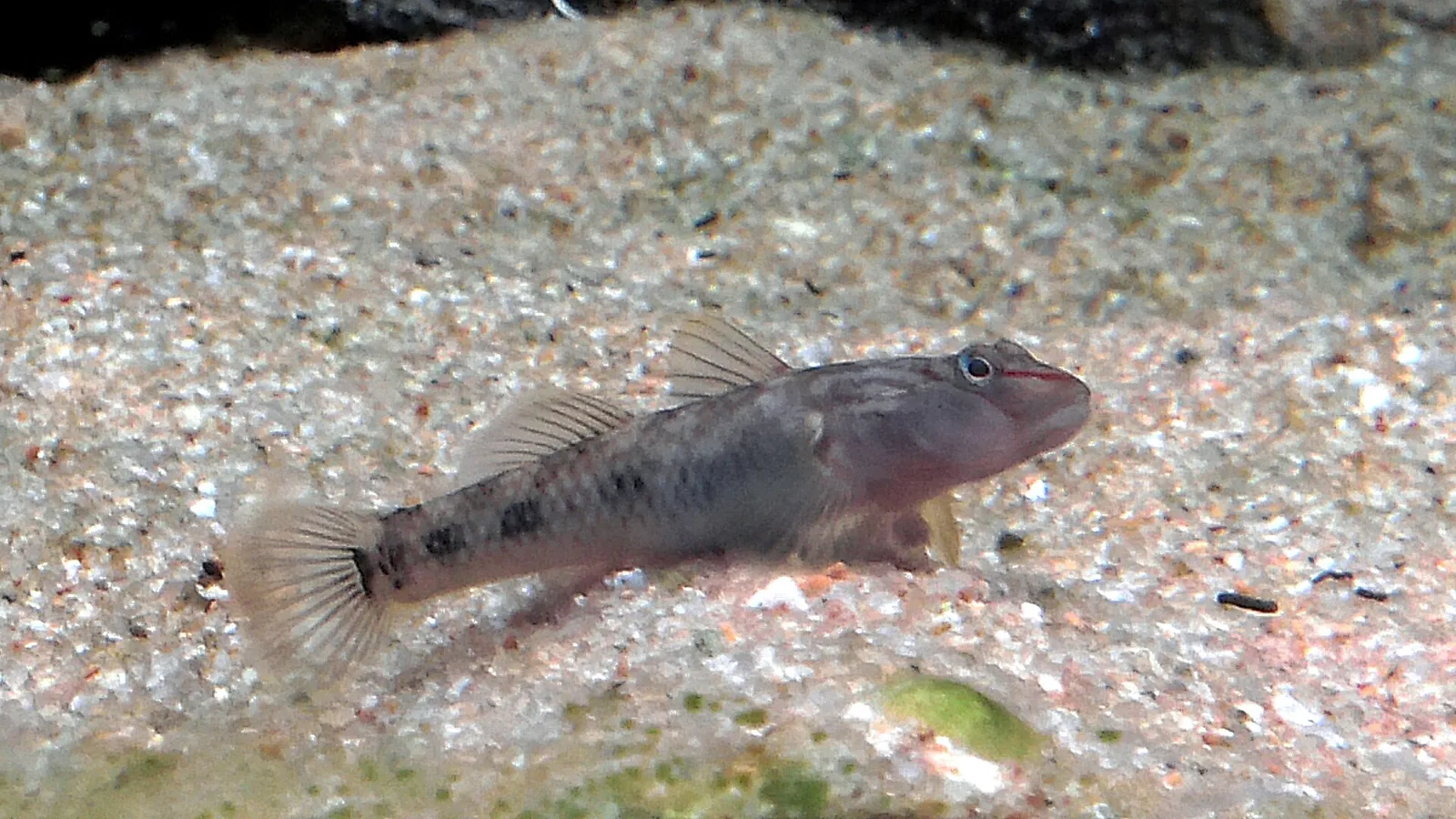 Amur goby (Rhinogobius brunneus)