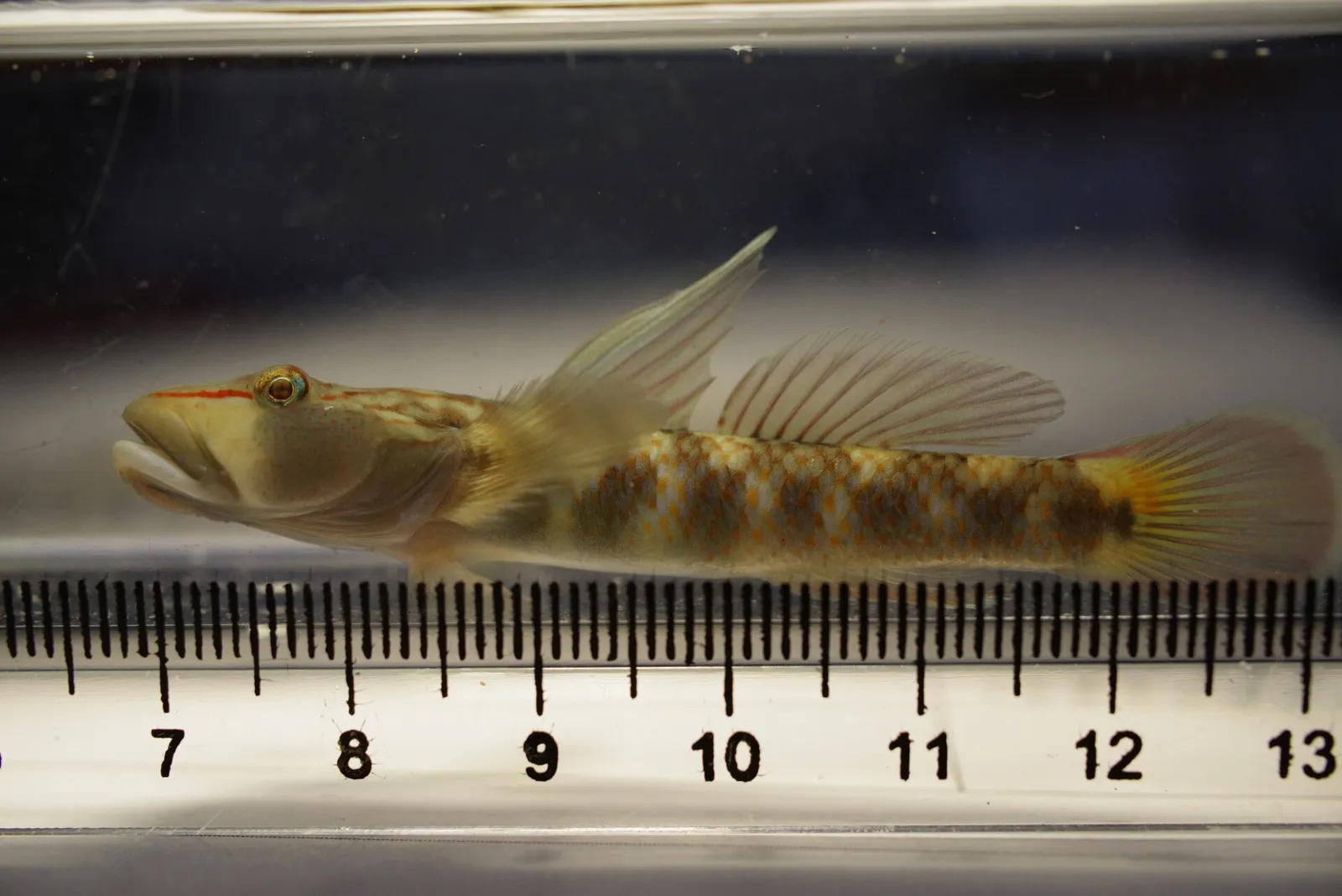 Amur goby (Rhinogobius brunneus)