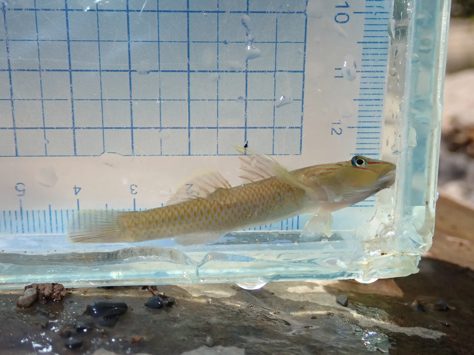 Taiwan brook goby (Rhinogobius candidianus)