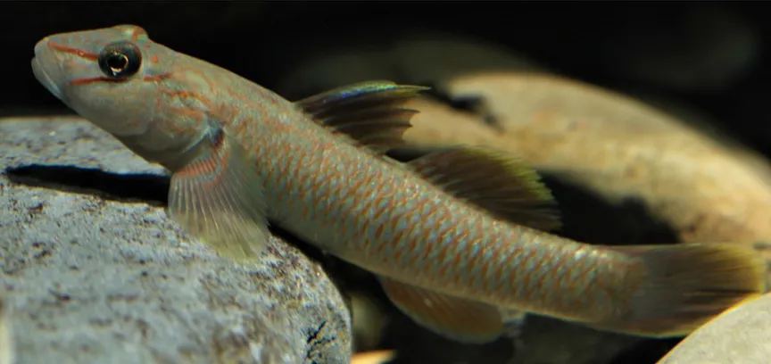 Taiwan brook goby (Rhinogobius candidianus)