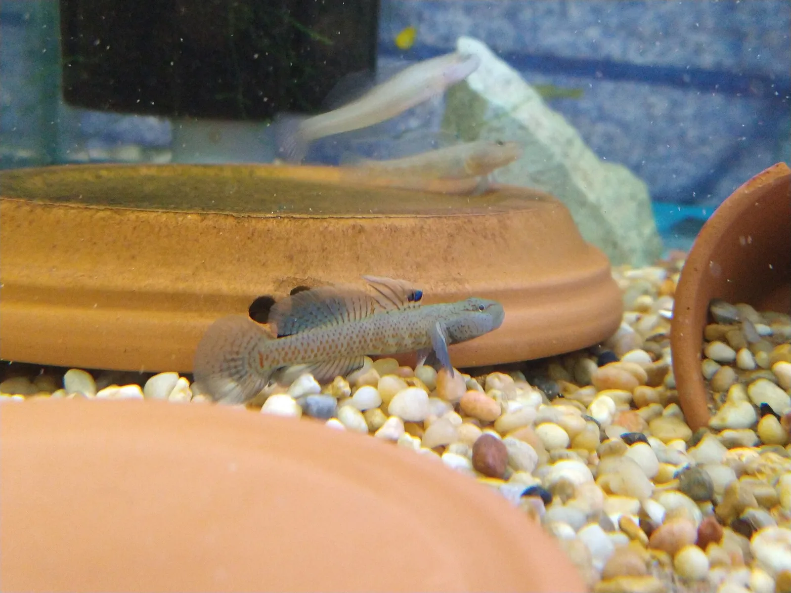Rhinogobius filamentosus