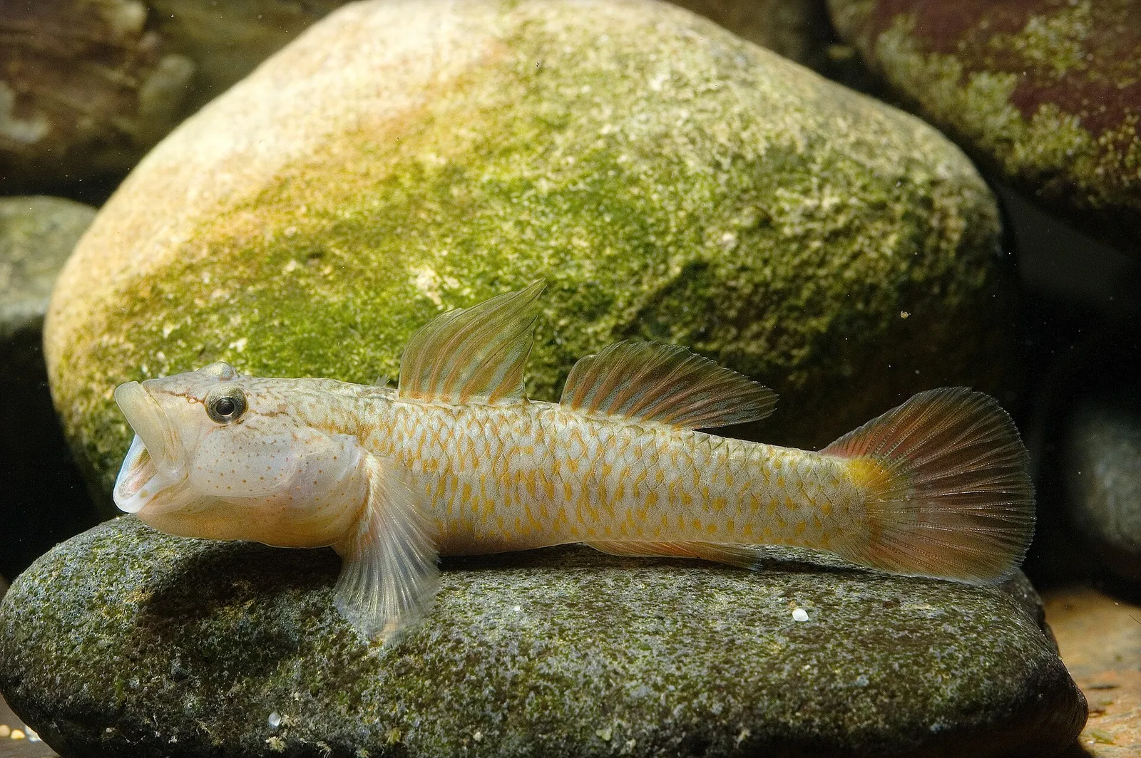 River goby (Rhinogobius flumineus)