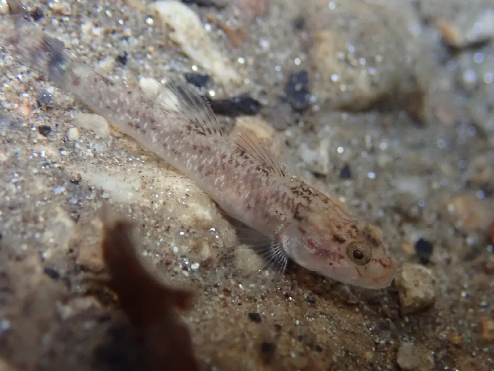 River goby (Rhinogobius flumineus)