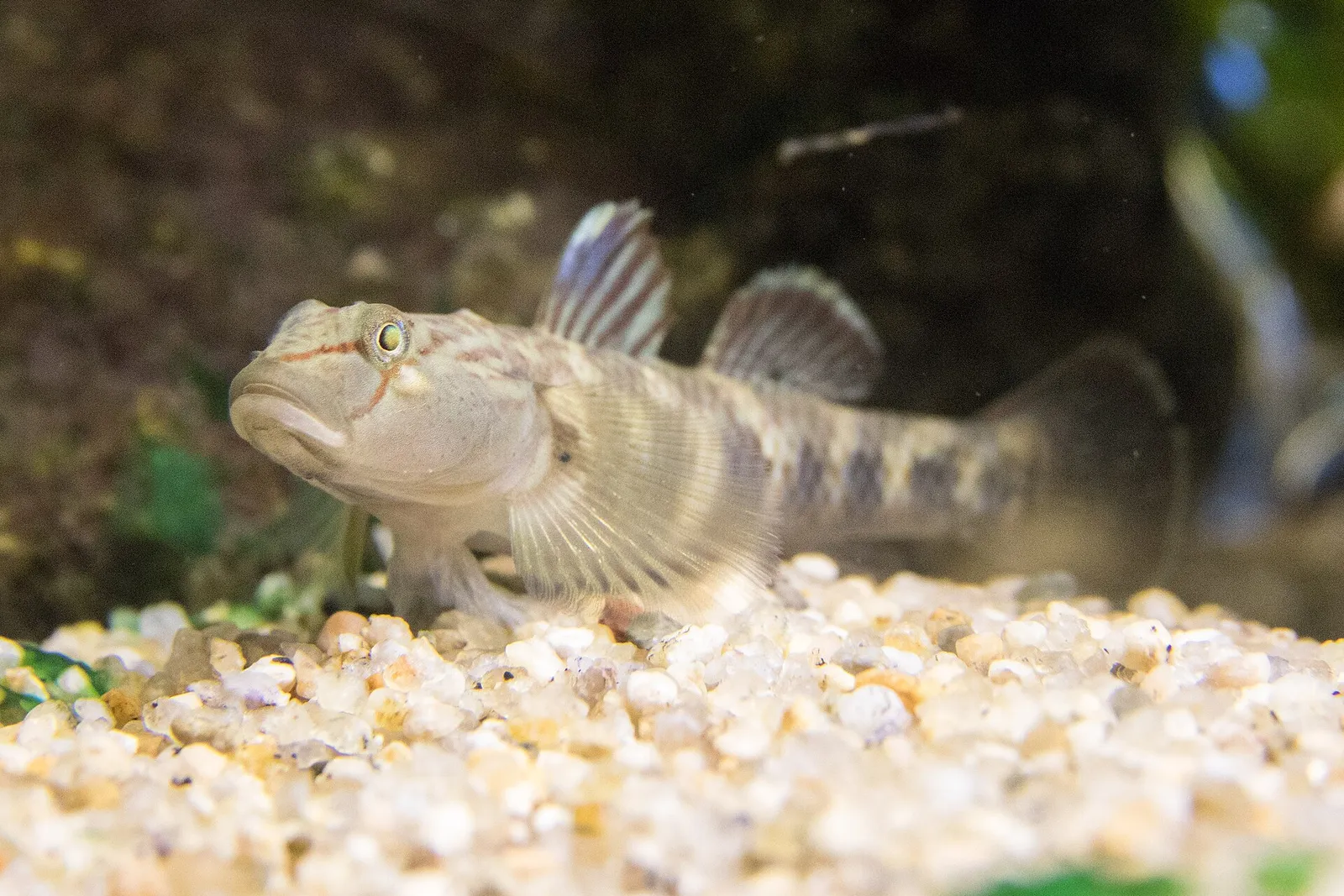 Japanese driftwood goby (Rhinogobius kurodai)