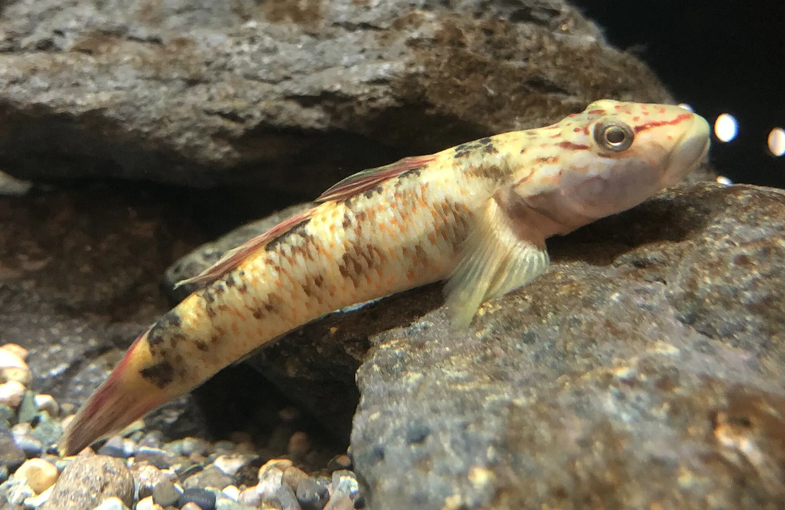 Rhinogobius mizunoi