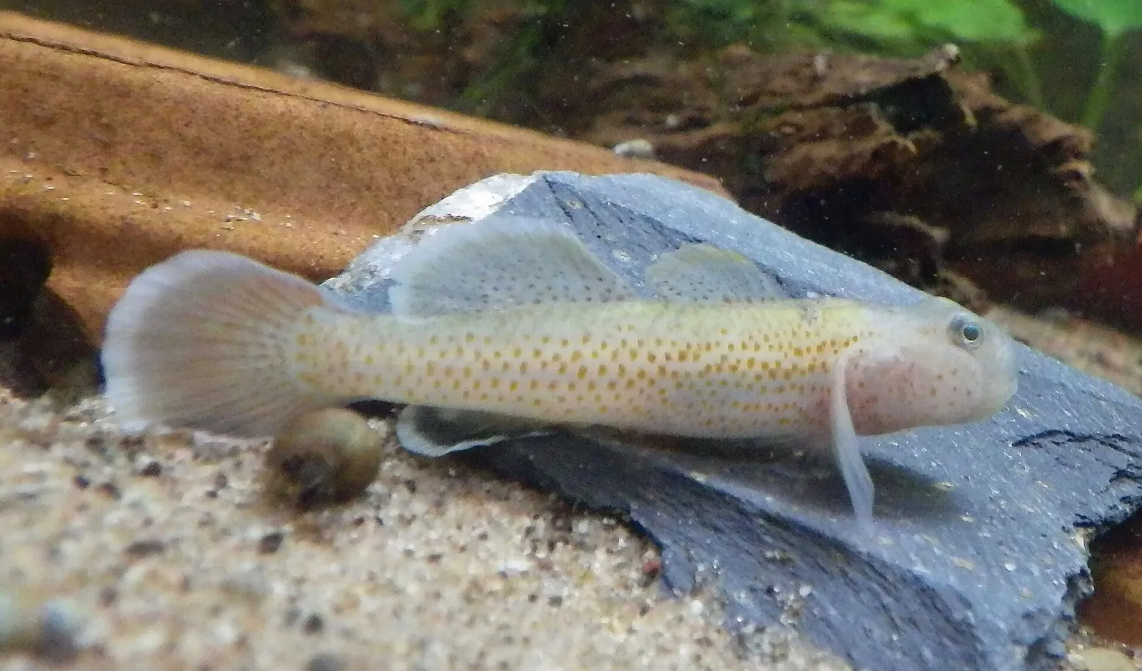 Red-spotted goby (Rhinogobius rubromaculatus)