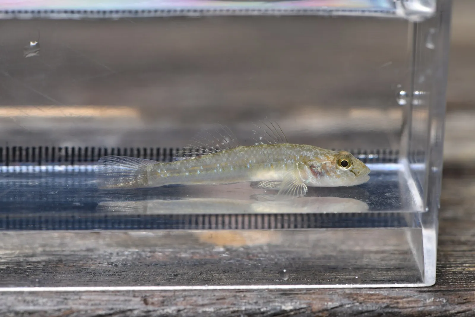 Bar cheek goby (Rhinogobius similis)