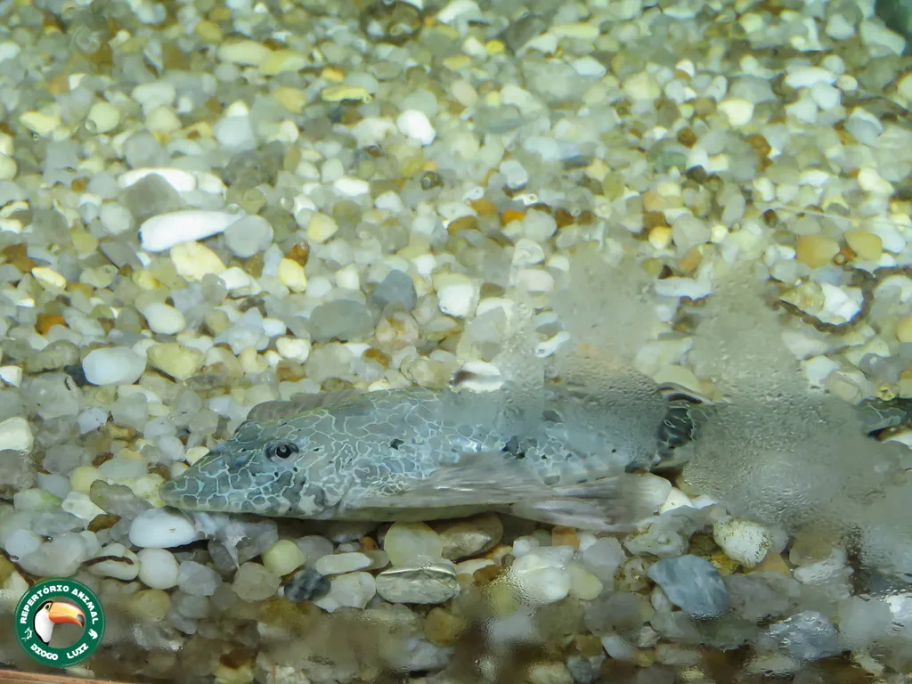 Tefé Whiptail (Rineloricaria teffeana)