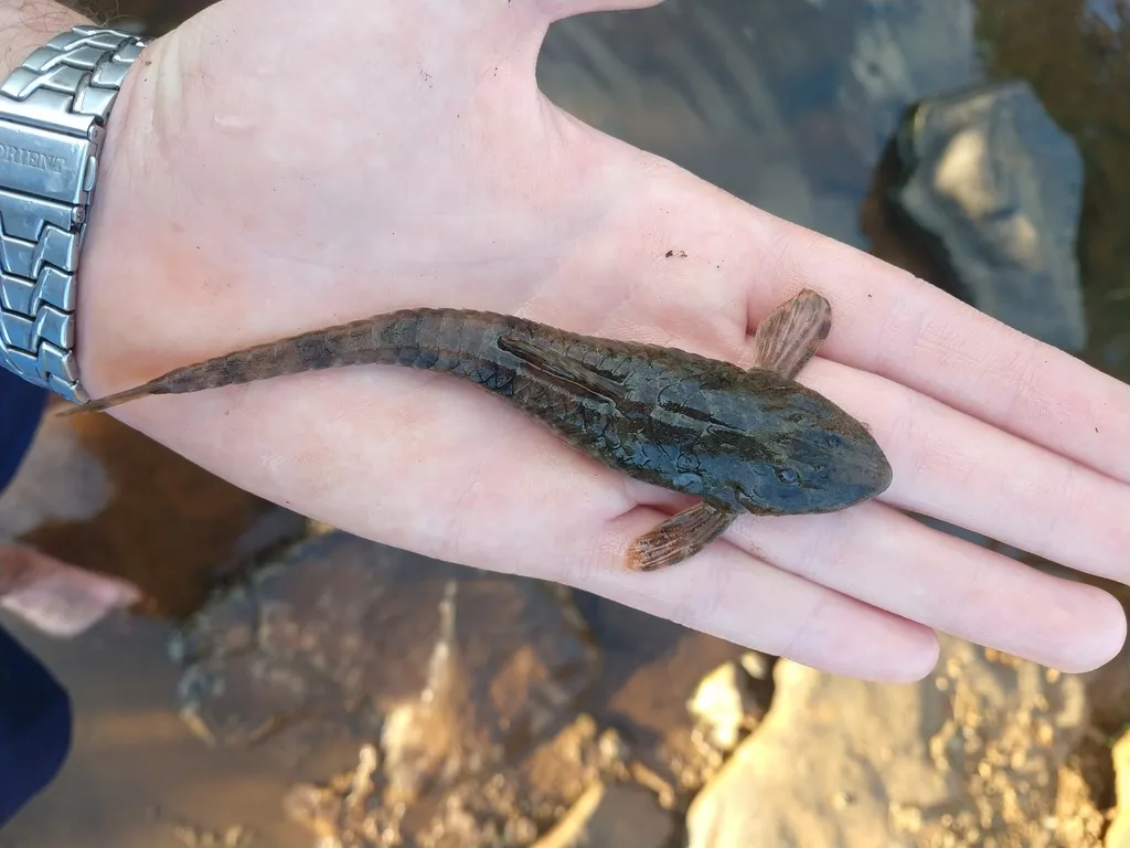 Zaina Whiptail (Rineloricaria zaina)