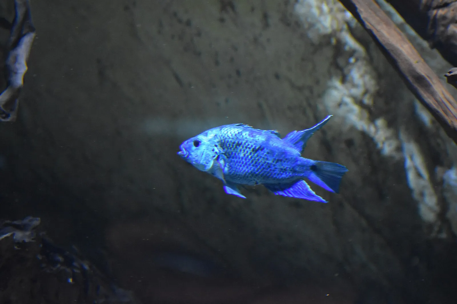 Jack Dempsey (Rocio octofasciata)