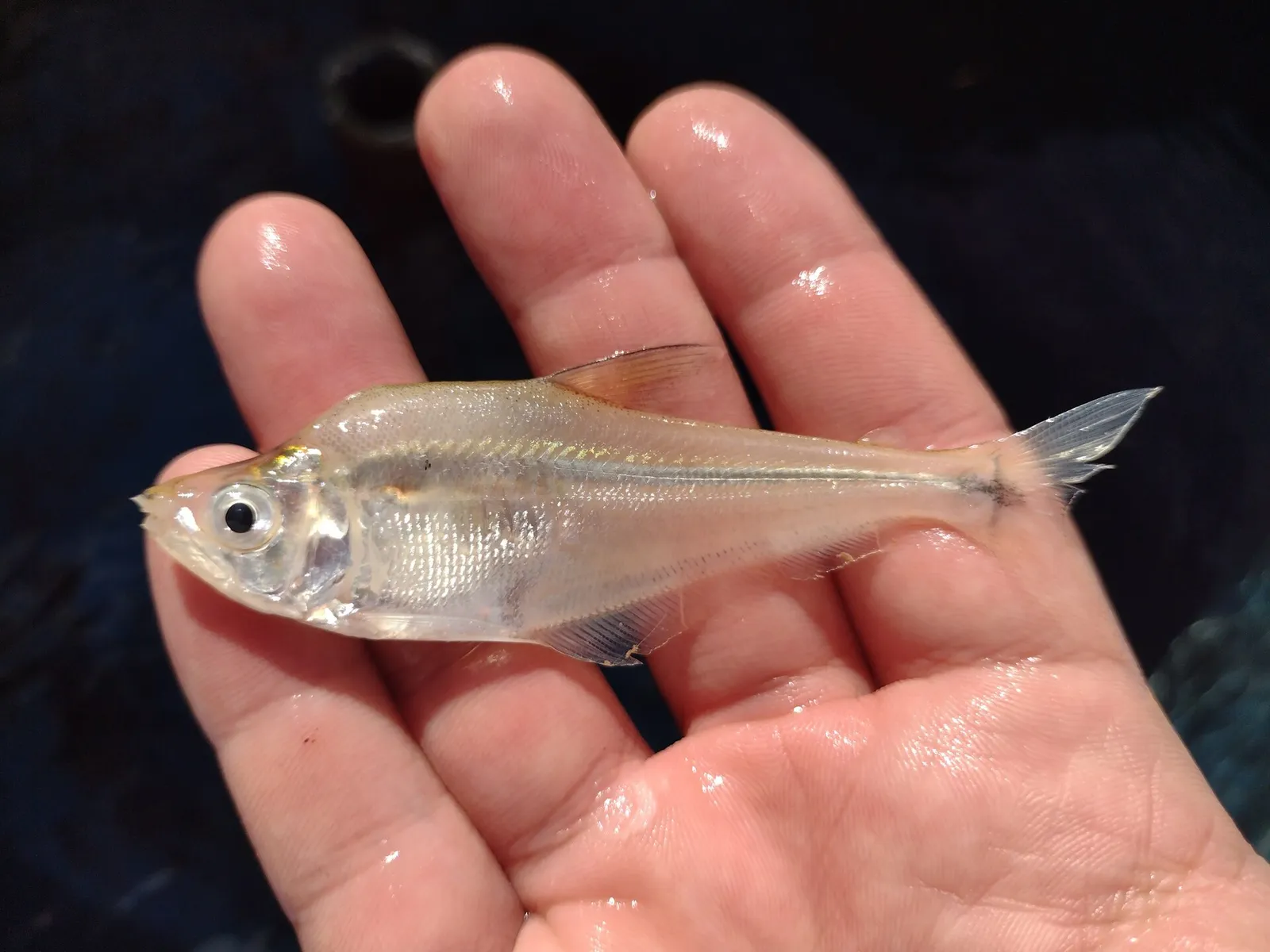 Glass Characin (Roeboides affinis)
