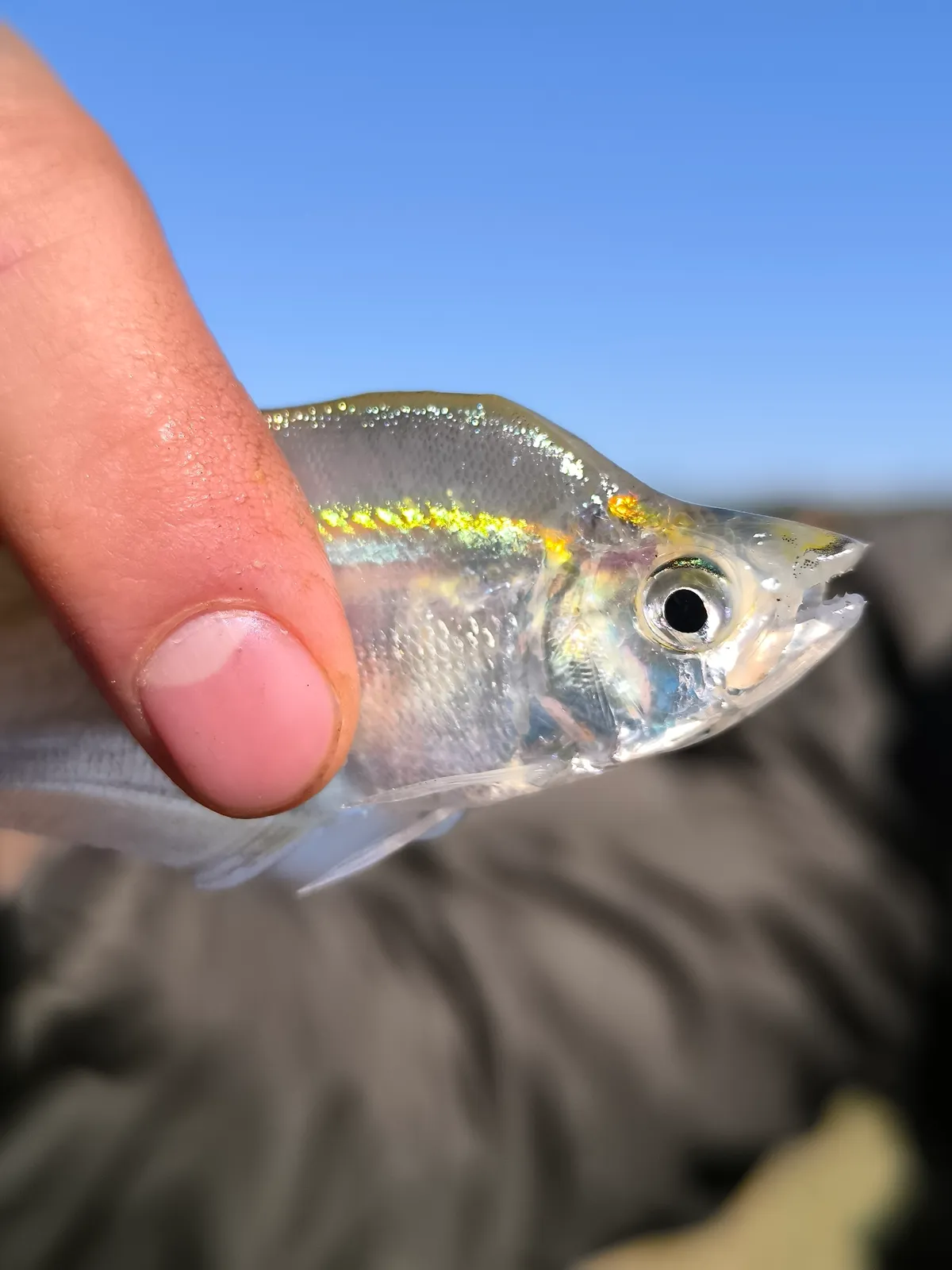 Glass Characin (Roeboides affinis)