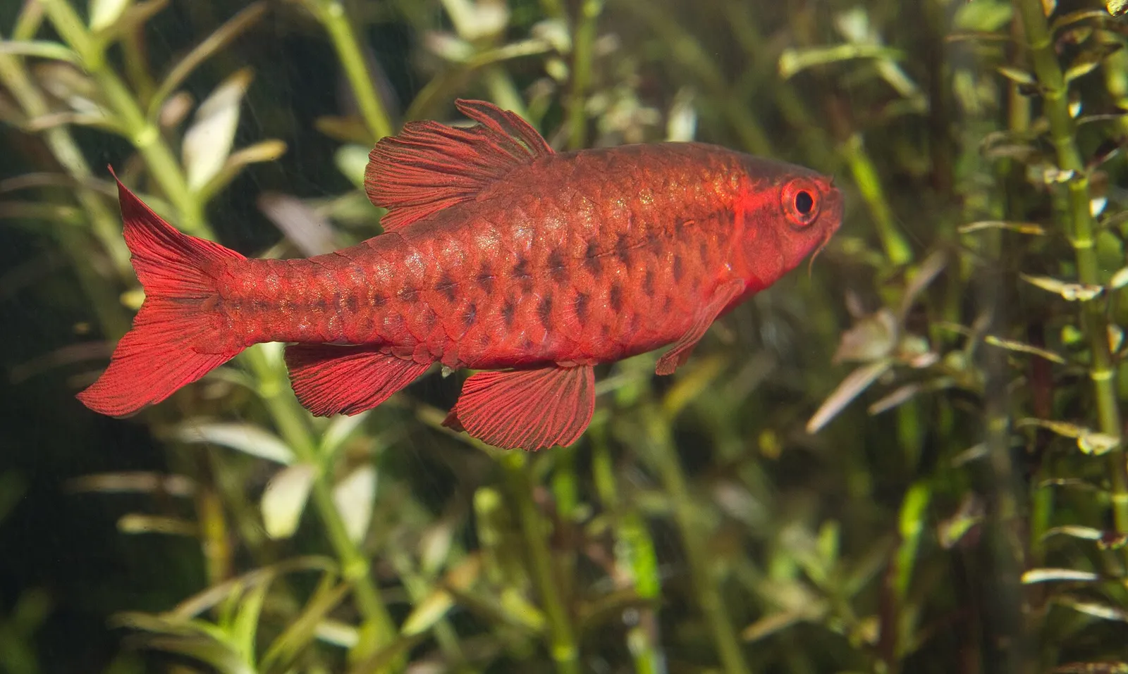 Cherry barb (Rohanella titteya)